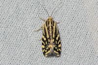 Emmelia trabealis-6322 - Groisy - 15/08/26
