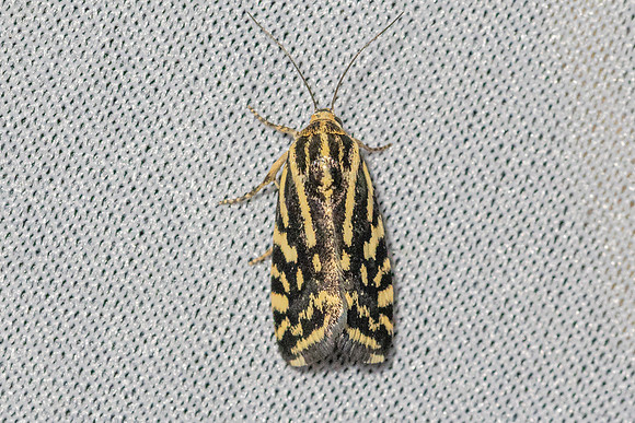 Emmelia trabealis-6322 - Groisy - 15/08/26