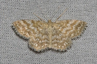 Scopula immorata-6346 - Groisy - 15/08/26