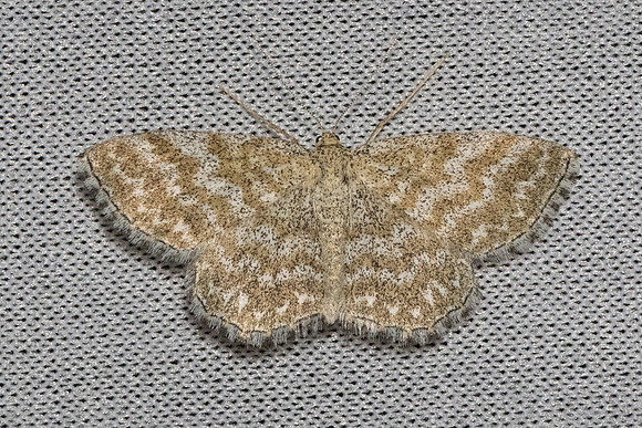 Scopula immorata-6346 - Groisy - 15/08/26