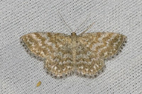 Scopula immorata-6349 - Groisy - 15/08/26