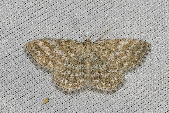 Scopula immorata-6349 - Groisy - 15/08/26