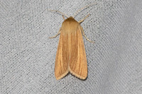 Mythimna pallens