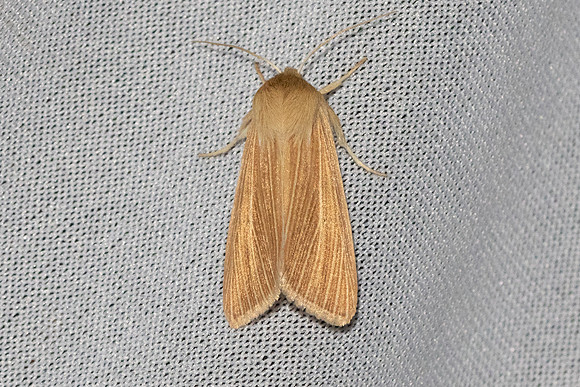 Mythimna pallens-6351