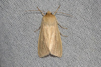 Mythimna pallens-6353