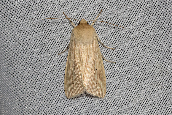 Mythimna pallens-6353