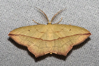 Timandra comae-6360