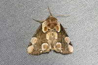 Thyatira batis-6368