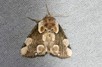 Thyatira batis-6367 - Groisy - 15/08/26