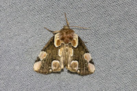 Thyatira batis