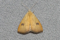 Rivula sericealis