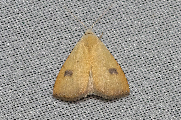 Rivula sericealis-7001