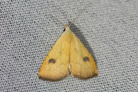 Rivula sericealis-7005 - Groisy - 18/08/26