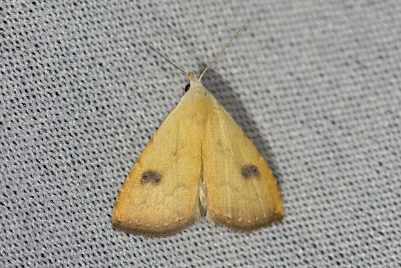 Rivula sericealis-7005 - Groisy - 18/08/26