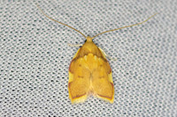 Carcina quercana