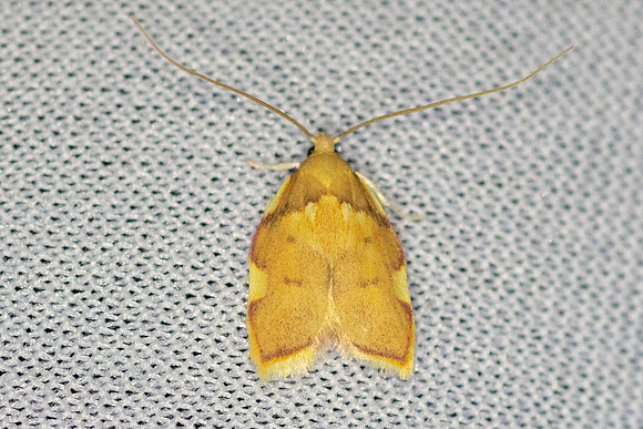 Carcina quercana-7011