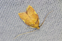 Carcina quercana-7012 - Groisy - 18/08/26