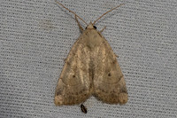 Cosmia trapezina-6331