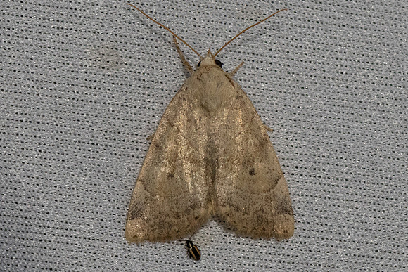 Cosmia trapezina-6331