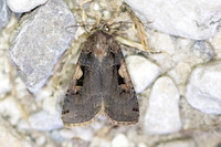 Xestia c-nigrum