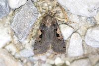 Xestia c-nigrum-7008 - Groisy - 18/08/26