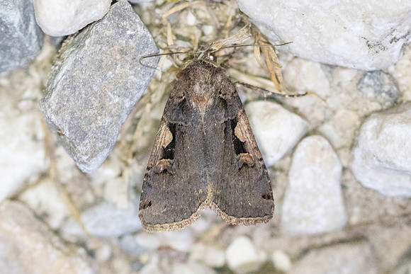 Xestia c-nigrum-7008 - Groisy - 18/08/26
