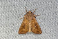 Mythimna albipuncta - 7015 -
