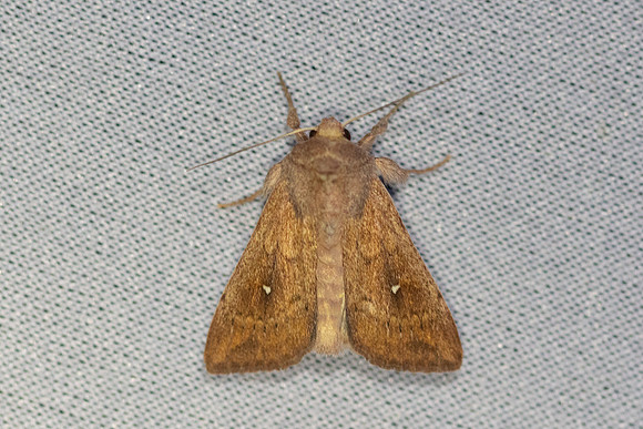 Mythimna albipuncta - 7015 -