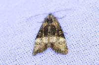 Mesoligia furuncula