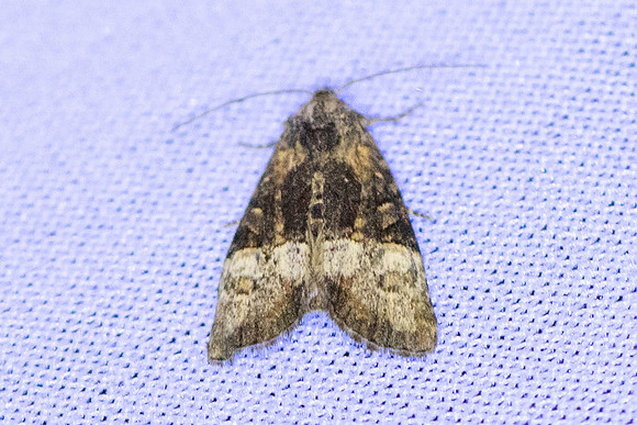 Mesoligia furuncula -7018 - Grosy - 18/07/26