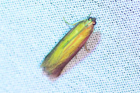 Oncocera semirubella