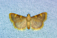 Hypsopygia costalis