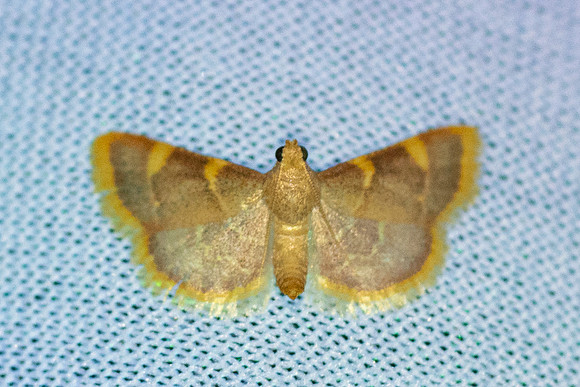 Hypsopygia costalis-70256 - Groisy - 18/08/26