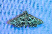 Diasemia reticularis