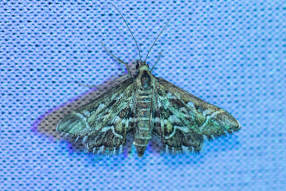 Diasemia reticularis-7023 - Groisy - 18/08/26