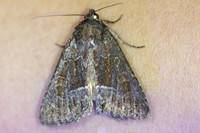 Thalpophila matura