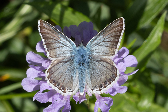 Polyommatus coridon-6925 - Parmelan - 18/08/26