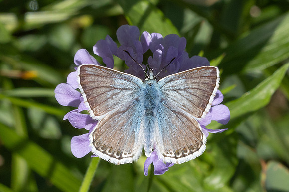 Polyommatus coridon-6923 - Parmelan - 18/08/26