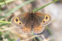 Erebia aethiops-6812 - Parmelan - 18/08/26