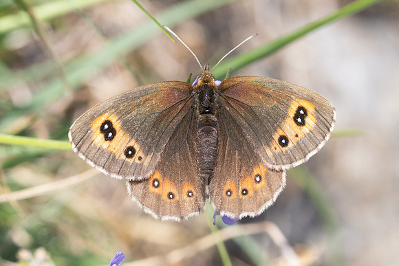 Erebia aethiops-6812 - Parmelan - 18/08/26