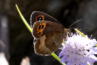 Erebia aethiops-6944 - Parmelan - 18/08/26