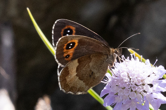 Erebia aethiops-6944 - Parmelan - 18/08/26