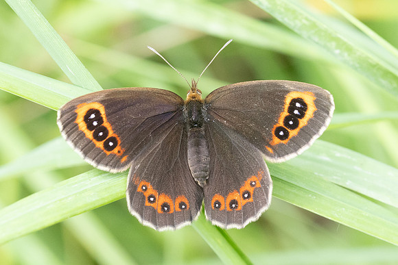 Erebia aethiops-6578 - Groisy - 17/08/26