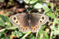 Erebia aethiops-6851 - Parmelan - 18/08/26