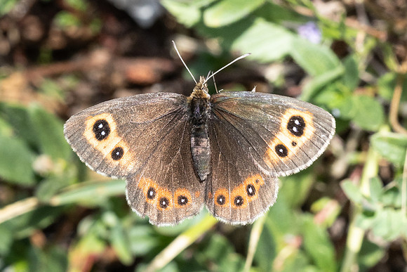 Erebia aethiops-6851 - Parmelan - 18/08/26