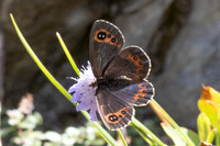 Erebia aethiops-6947 - Parmelan - 18/08/26