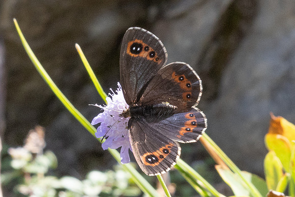 Erebia aethiops-6947 - Parmelan - 18/08/26