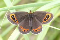 Erebia aethiops-6557 - Groisy - 17/08/26