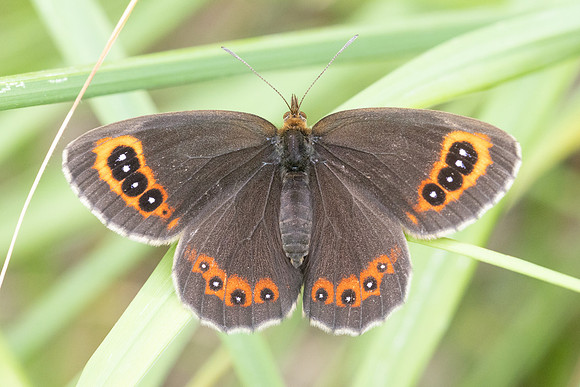 Erebia aethiops-6557 - Groisy - 17/08/26