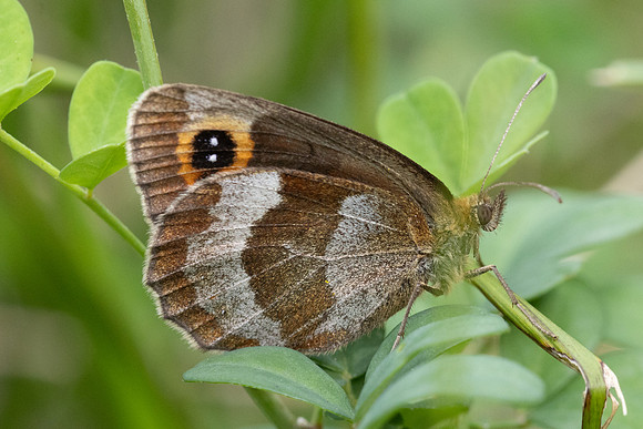 Erebia aethiops-6487 - Groisy - 17/08/26
